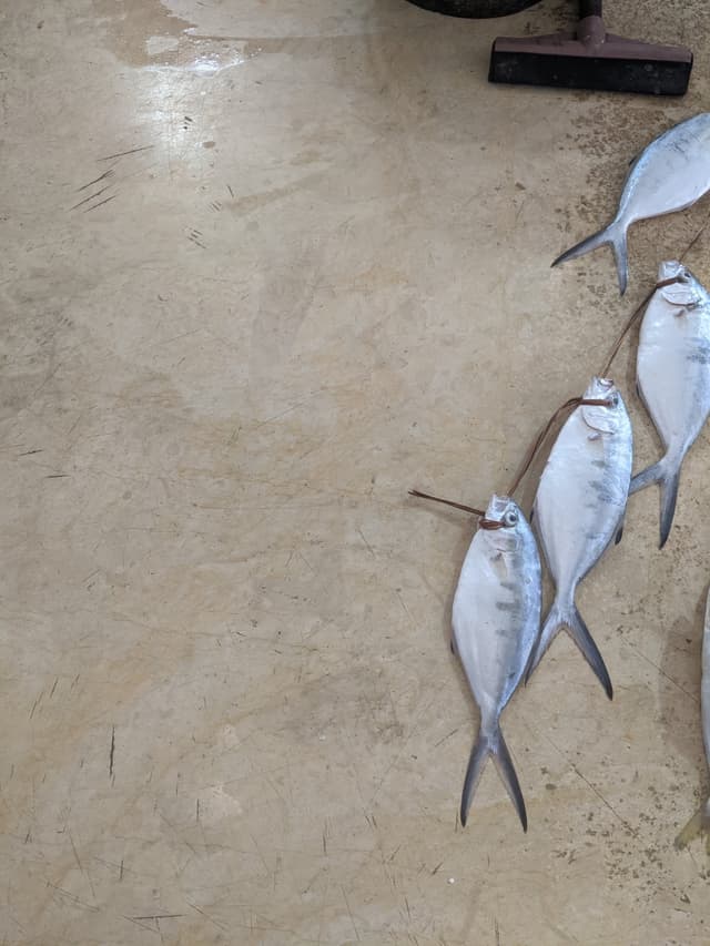 Fish market in Djerba