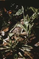 Bourgel - Thumbnail 2
